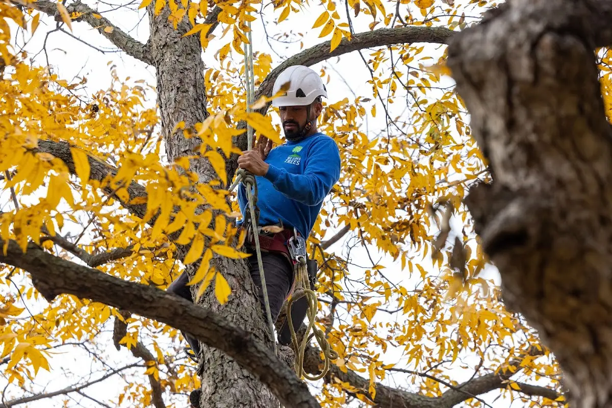 Skilled Tree Pruning crew working in Trementina